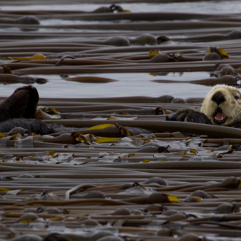 a flock of seagulls are standing in the water