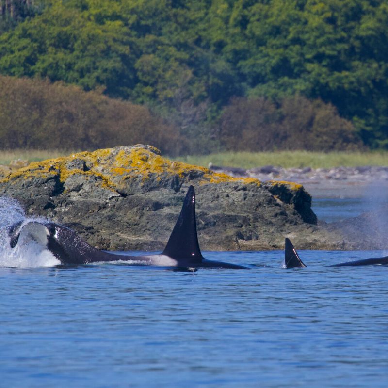 a dolphin jumping out of a body of water