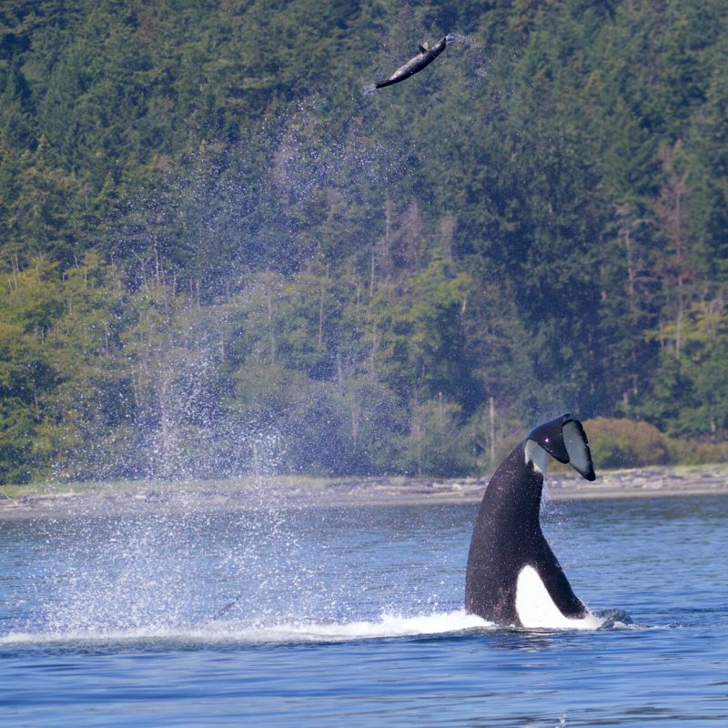 a penguin in a body of water