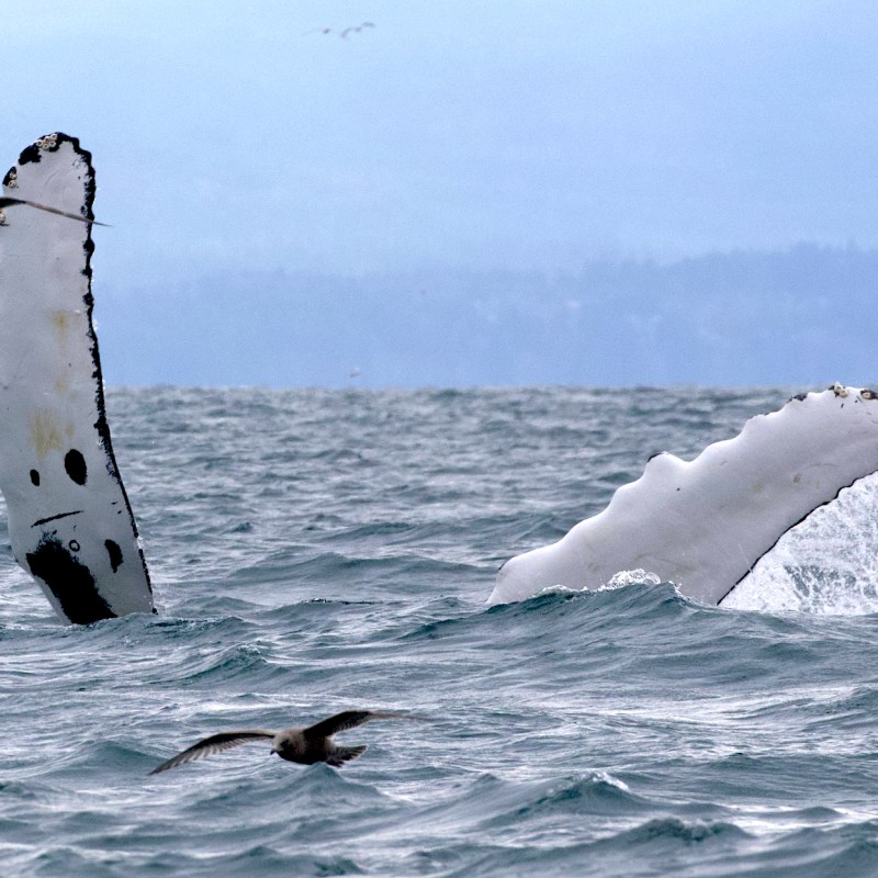 a bird flying over a body of water
