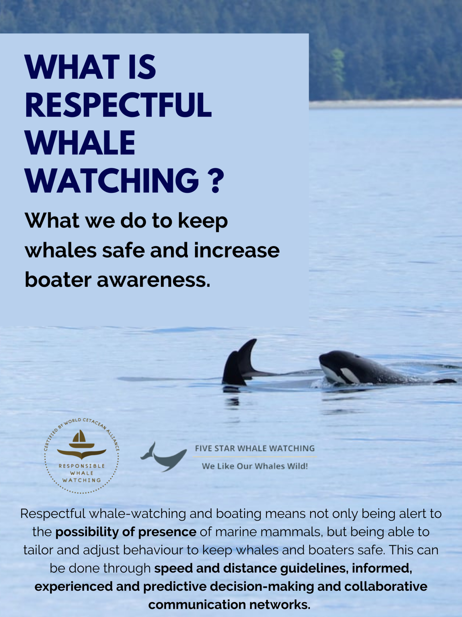 a bird swimming in water