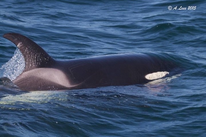 an animal swimming in the water