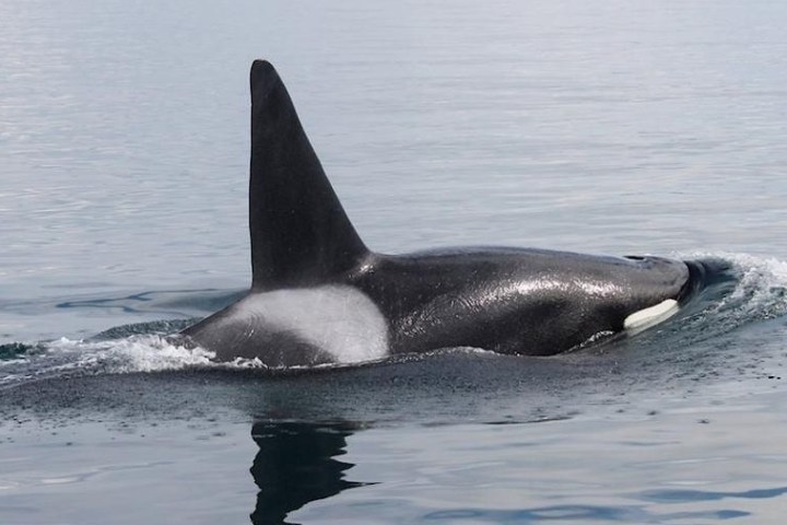 a small animal in a body of water