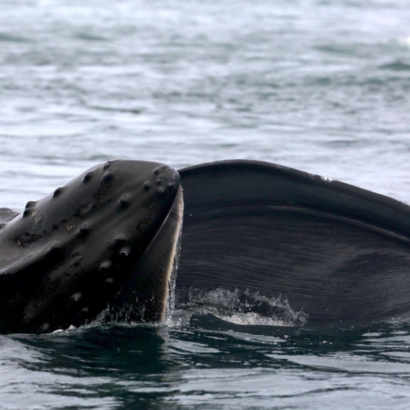 a whale jumping out of the water