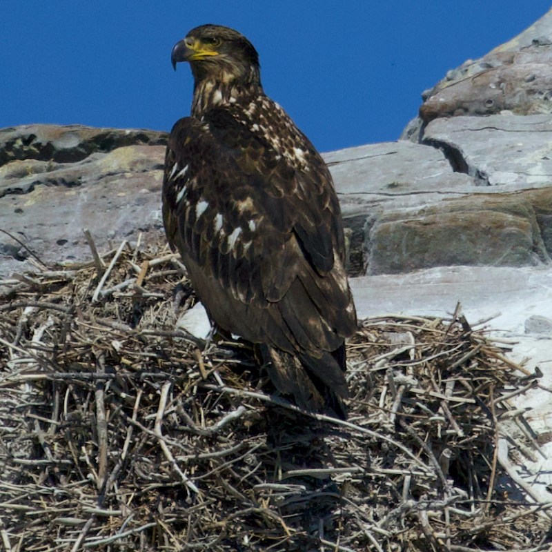 a bird standing on top of a pile of hay