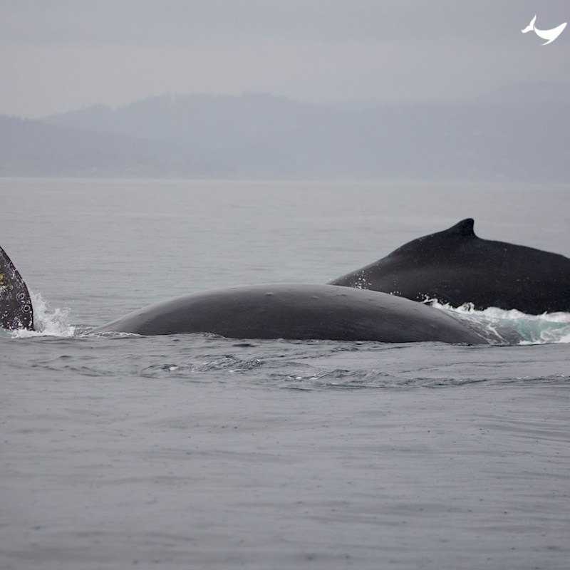 a whale jumping out of the water