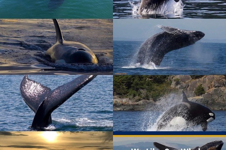 a flock of seagulls are swimming in a body of water