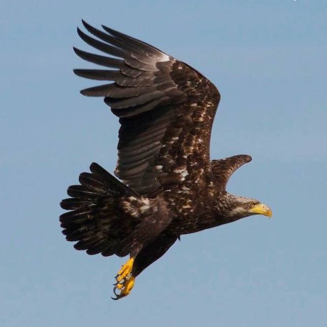 a bird flying in the air