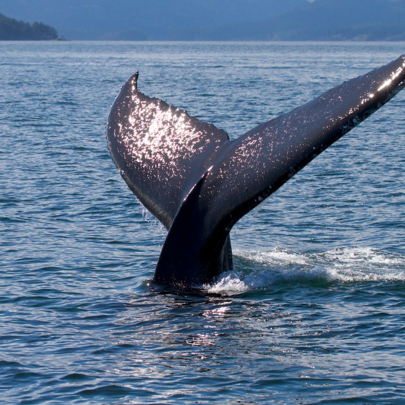 a whale jumping out of a body of water