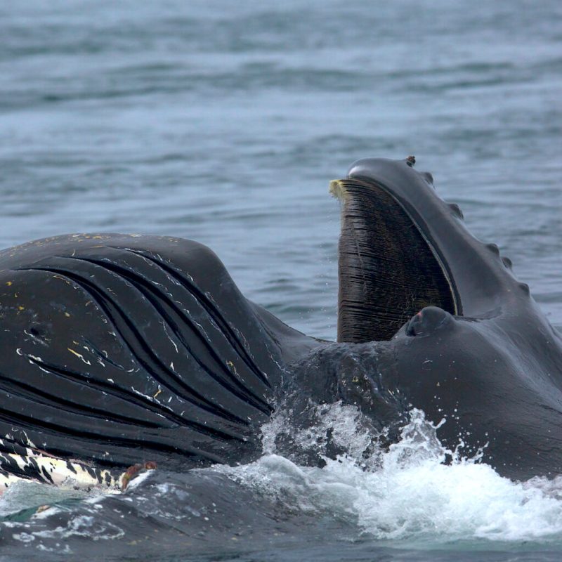 a bird sitting on top of a body of water
