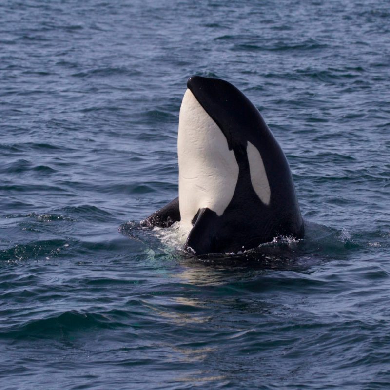 a person swimming in a body of water