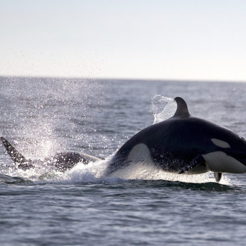an animal swimming in the water