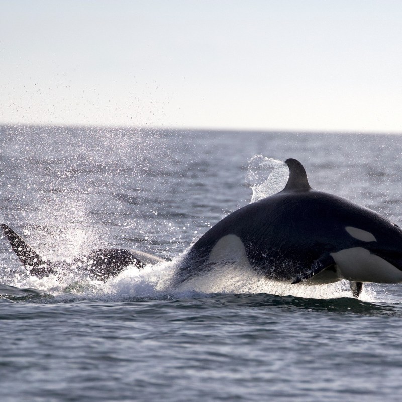 an animal in a body of water