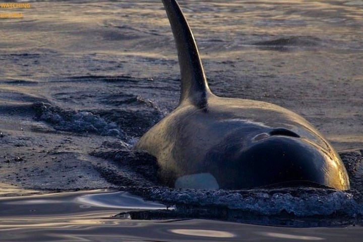 a large body of water