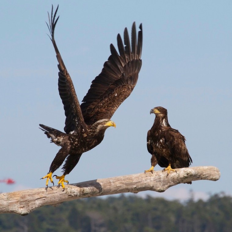 a bird sitting on a branch