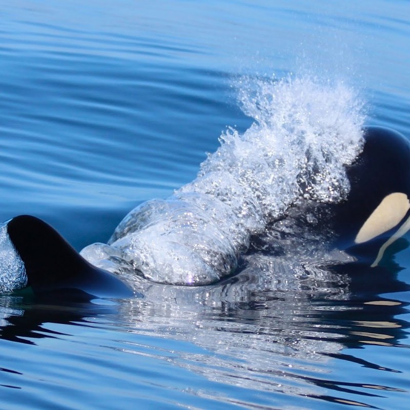 a dolphin swimming in a body of water