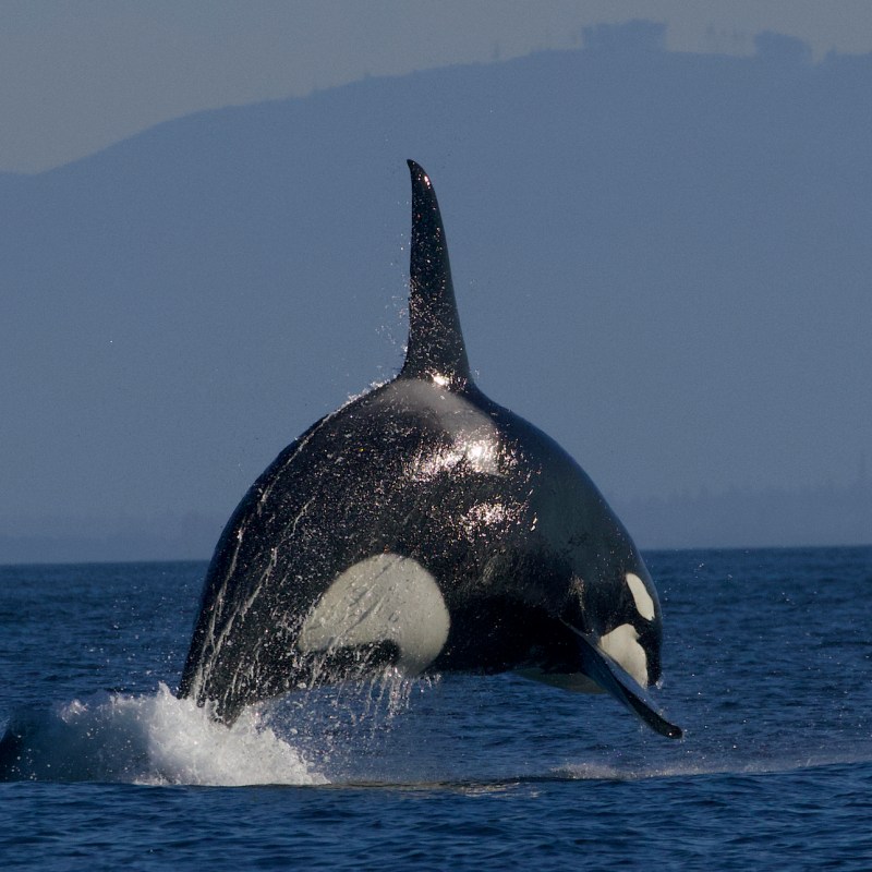 a bird flying over a body of water