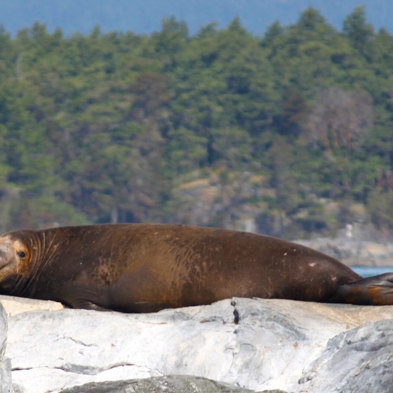 a seal on a rock