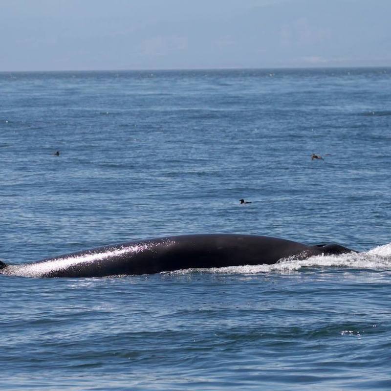 a whale jumping out of the water