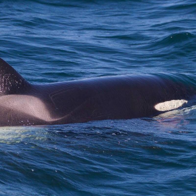 a small animal in a body of water