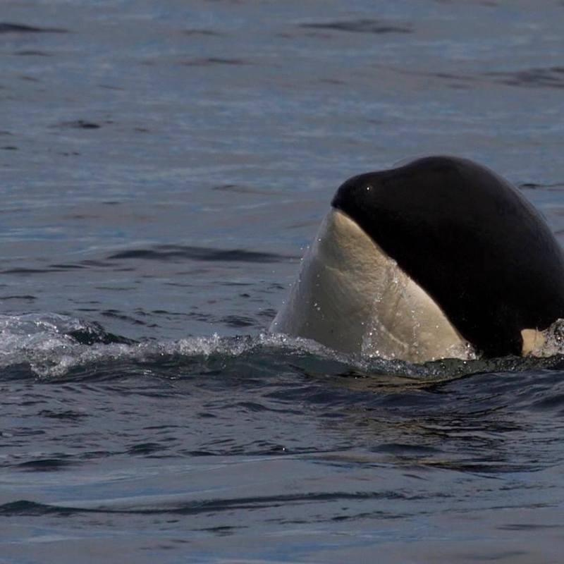 a dog swimming in a body of water