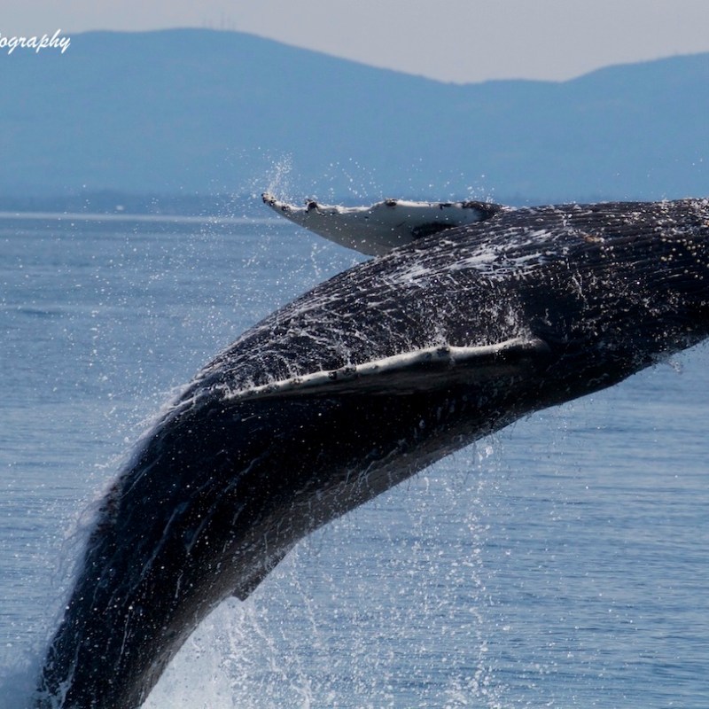 a whale jumping out of the water