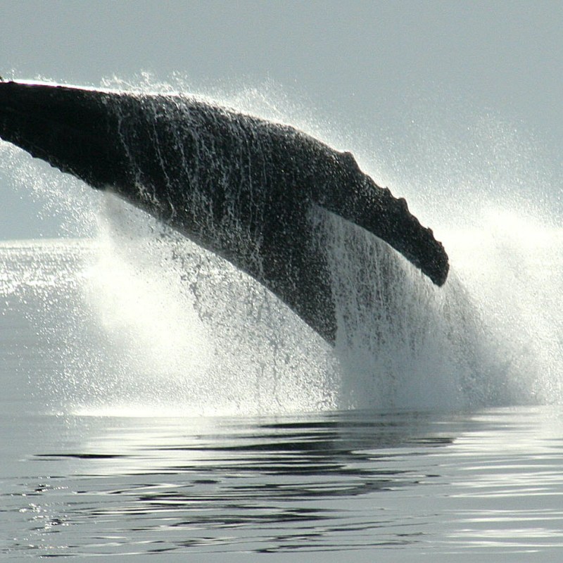 a man riding a wave on a surfboard in the water