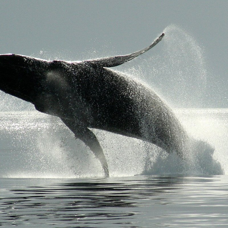 a man riding a wave on a surfboard in the water