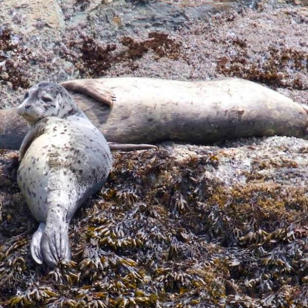 a seal on a rock