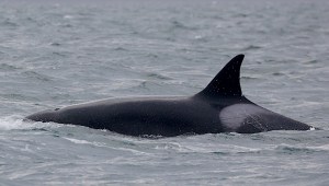 a whale jumping out of the water