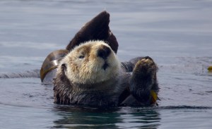 a brown bear swimming in the water
