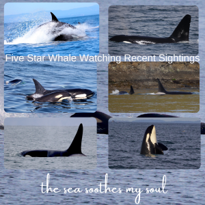 a flock of seagulls flying over a body of water