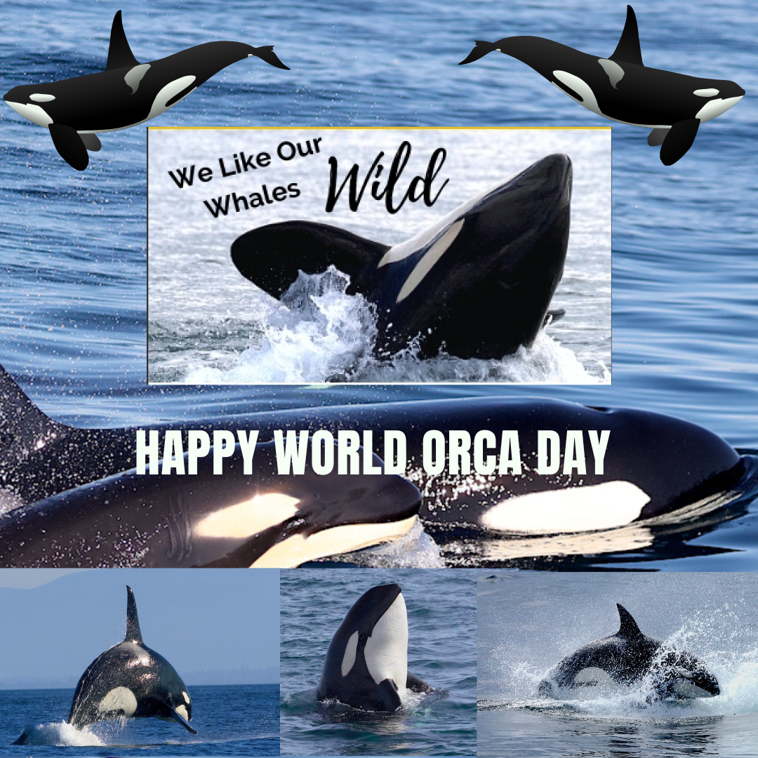 a flock of seagulls are swimming in a body of water