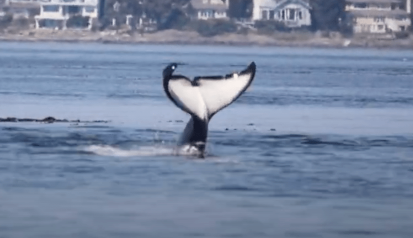 a dolphin jumping out of the water
