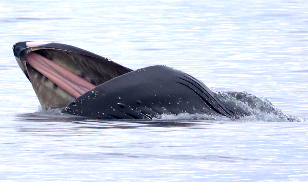1E1A5044 copy 2 a whale jumping out of the water