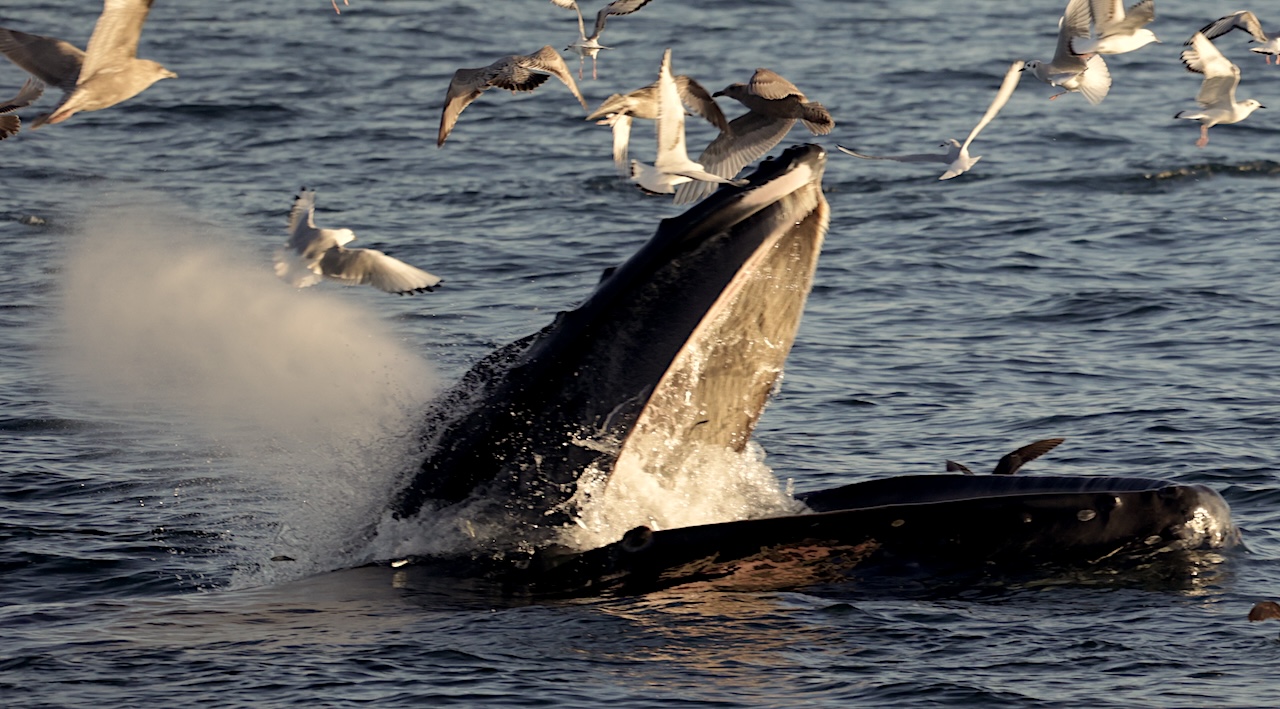 1E1A1362 copy a flock of seagulls flying over a body of water