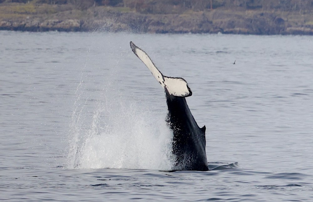 a whale on a lake next to a body of water