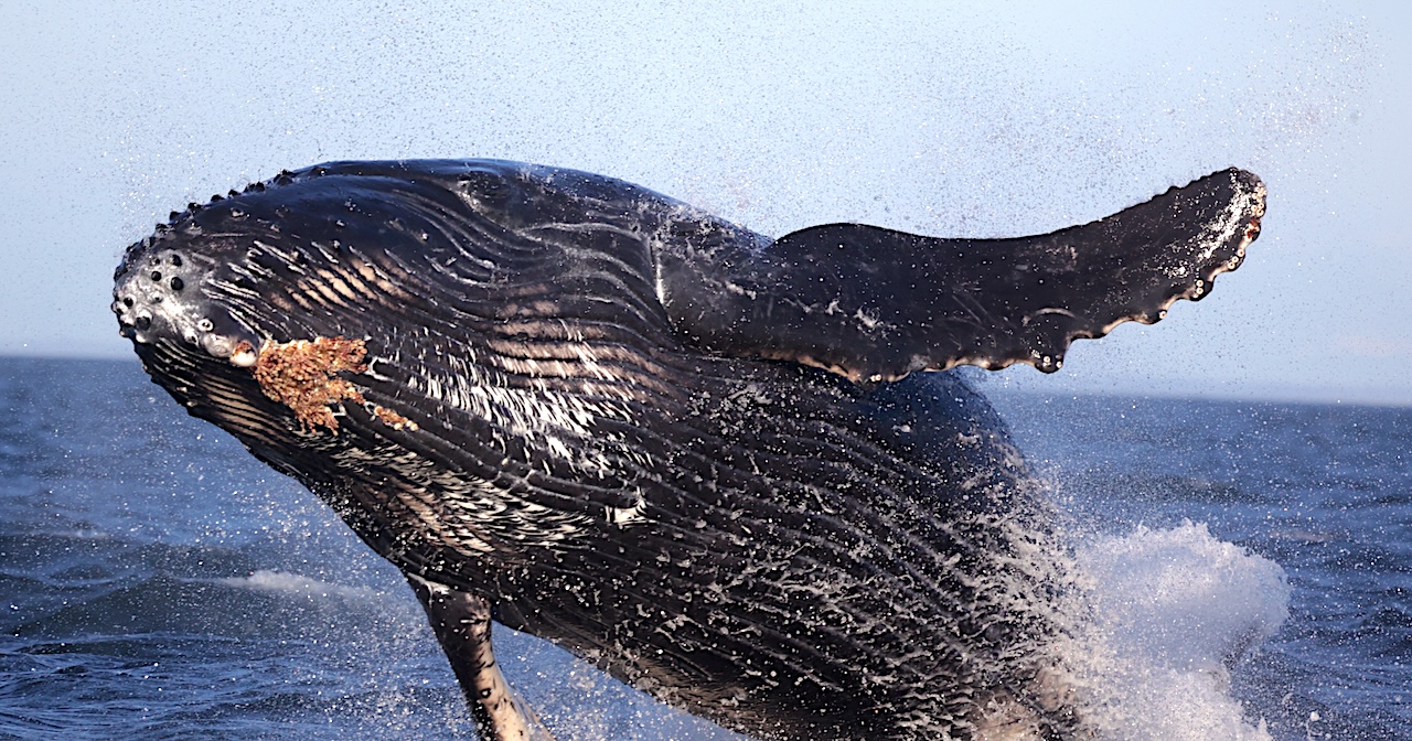 Humpback Breach Breaching Humpback