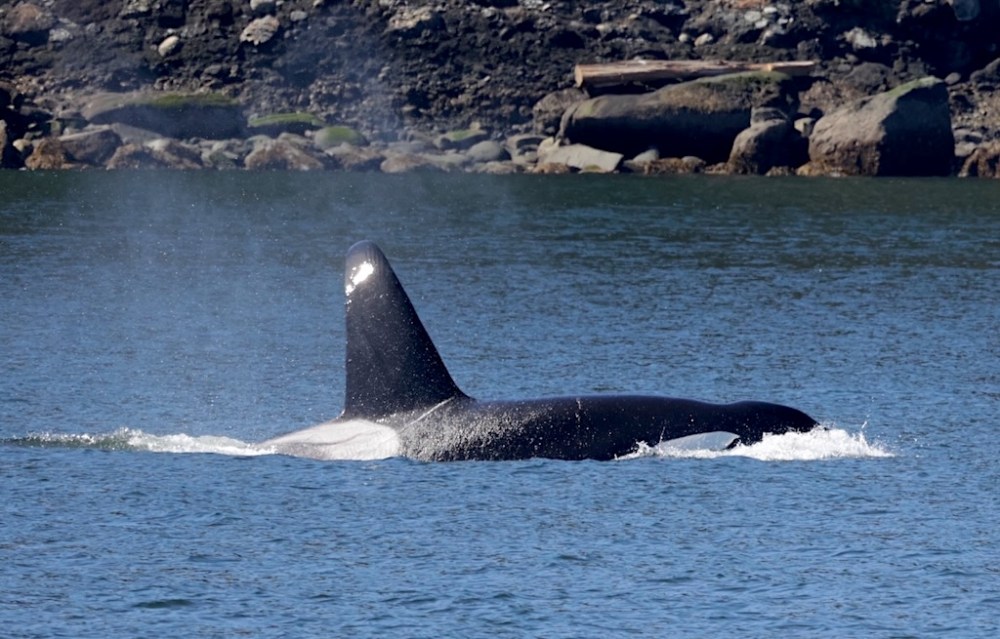a whale jumping out of the water