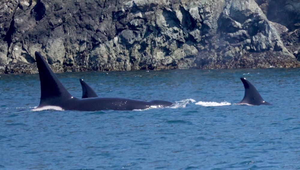 a dolphin jumping out of the water