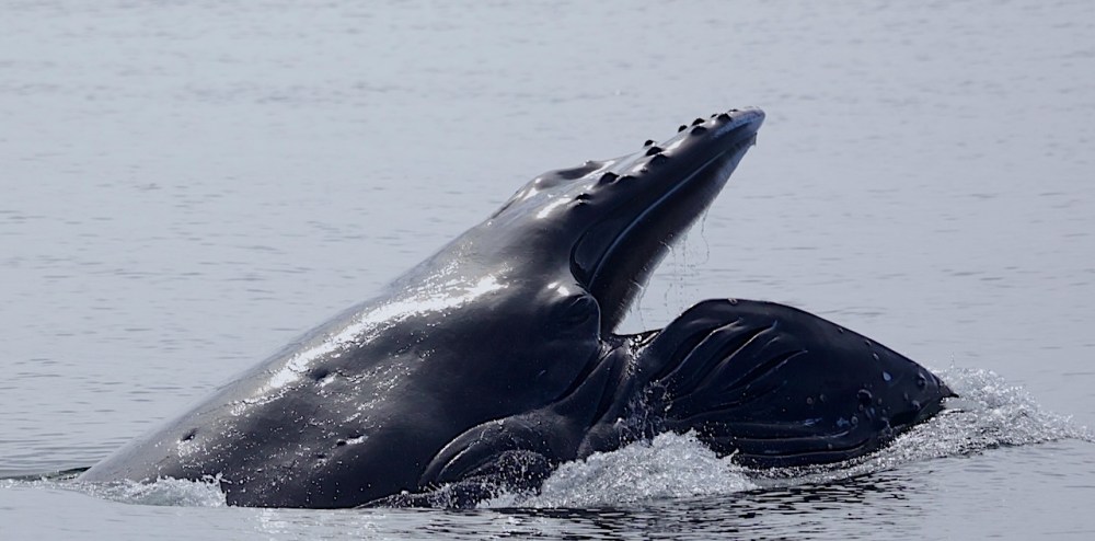 a whale jumping out of the water