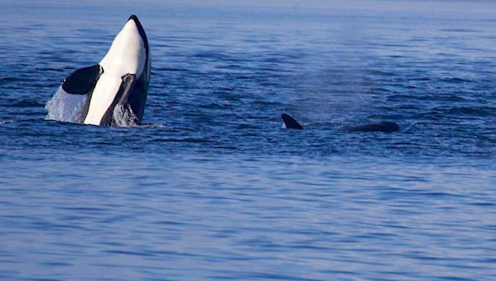 a dolphin swimming in a body of water