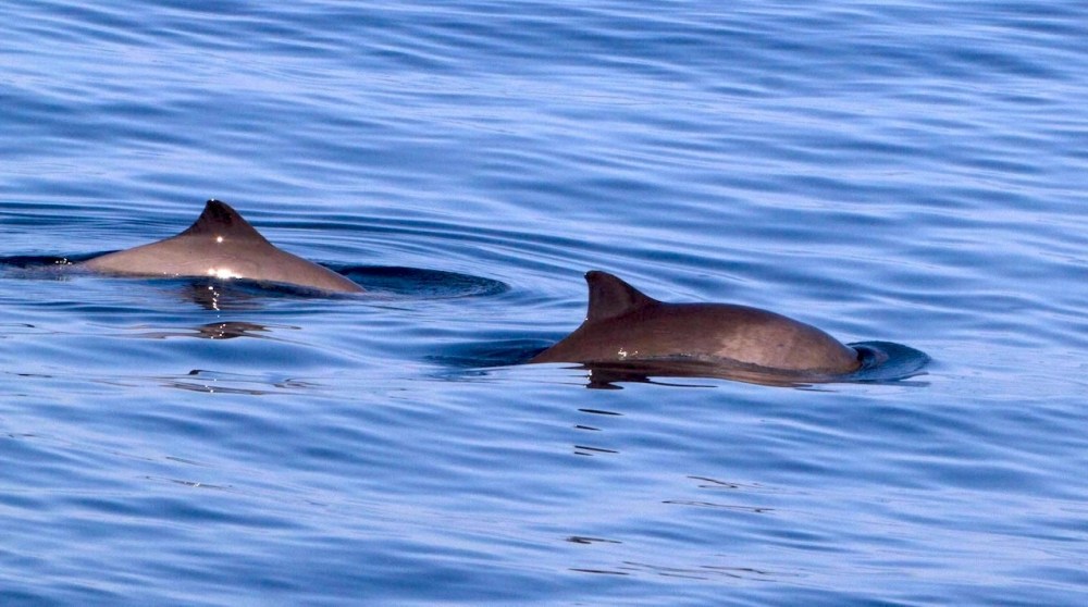 a dolphin swimming in a body of water