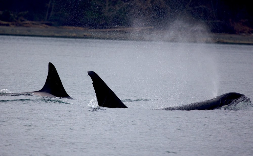 a whale on a lake next to a body of water