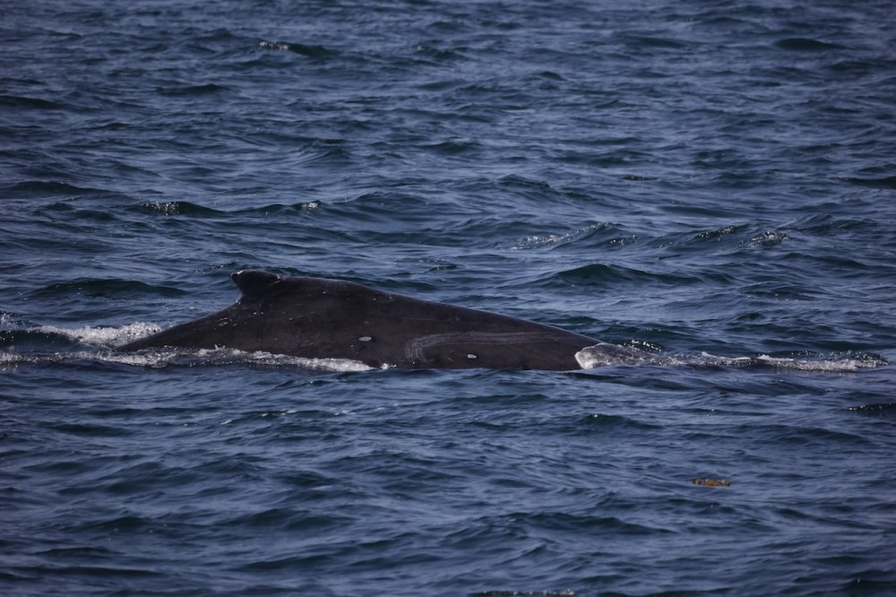 a whale jumping out of the water