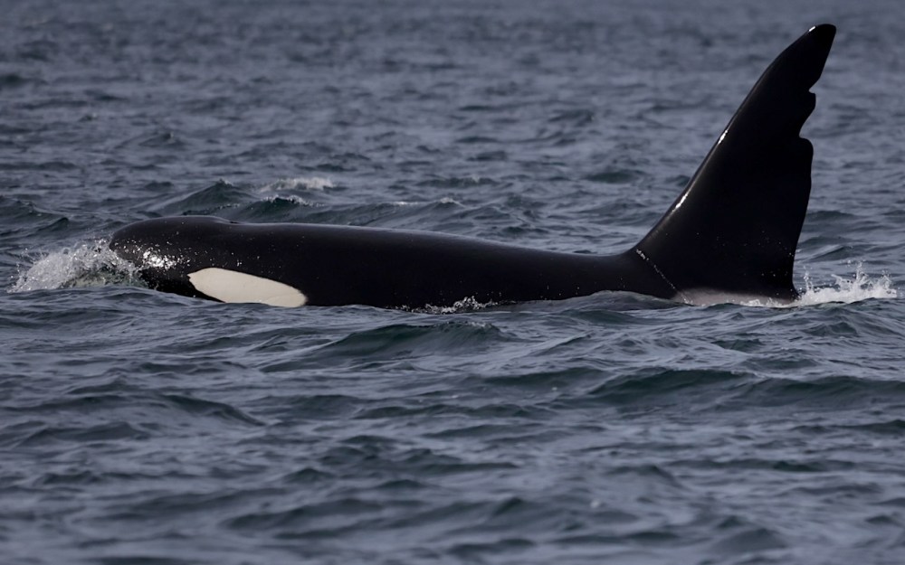 a whale jumping out of the water