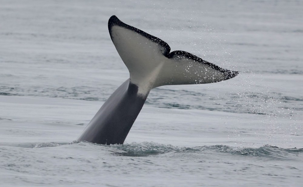a whale jumping out of the water