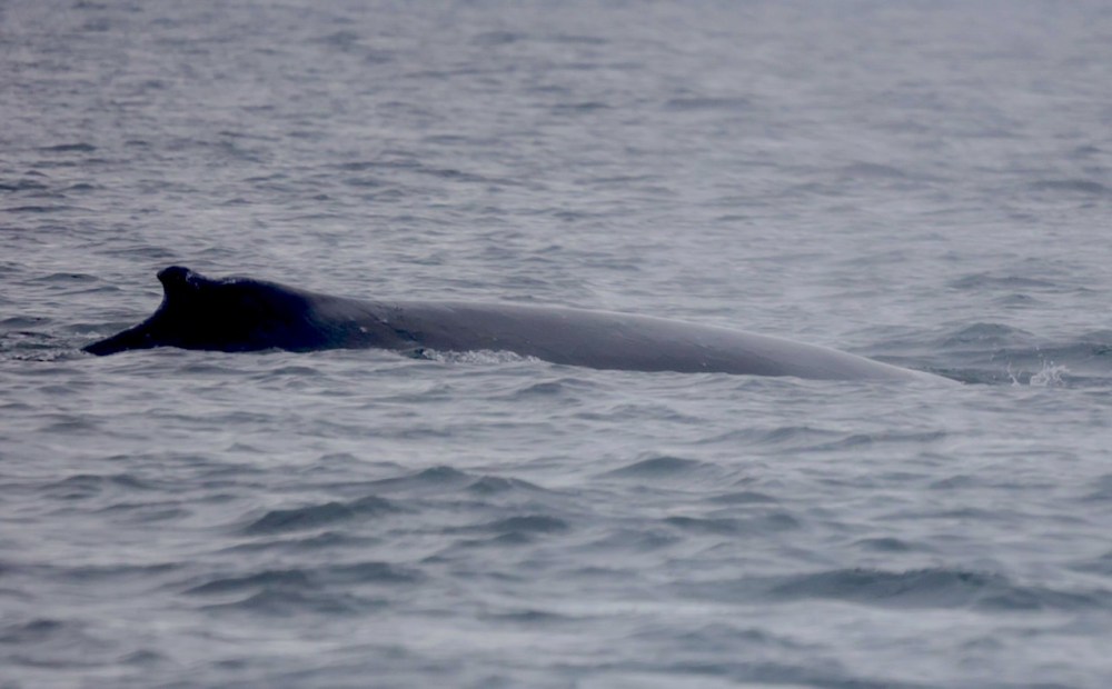 a whale swimming in a body of water