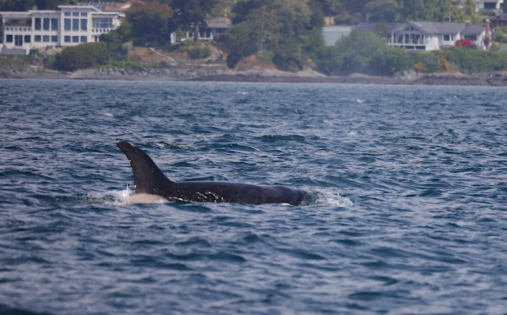 a whale jumping out of a body of water