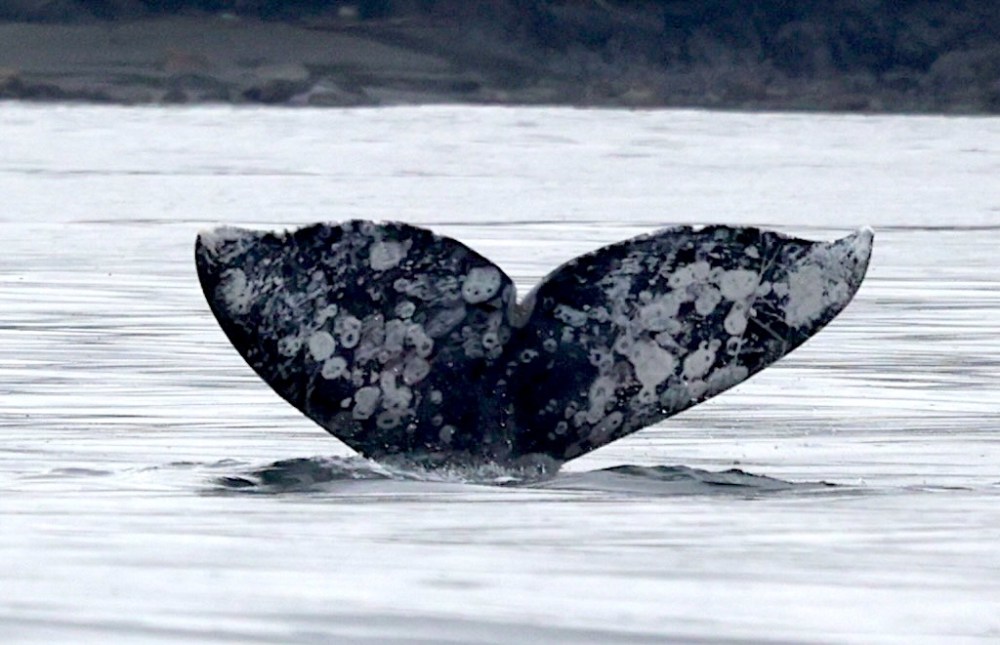 a whale jumping out of the water